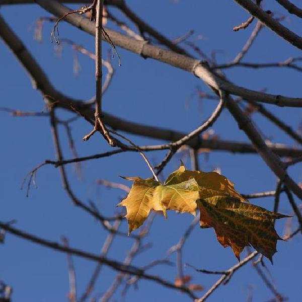 Leaf