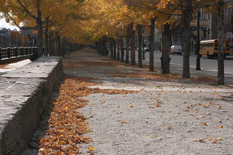 Leafy walkway