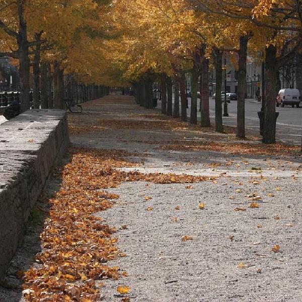 Leafy walkway