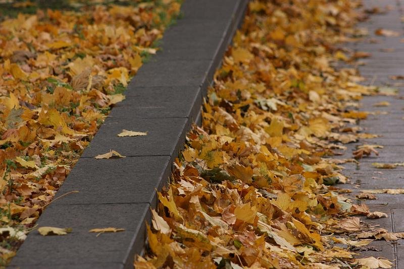 Leaves on the walkway