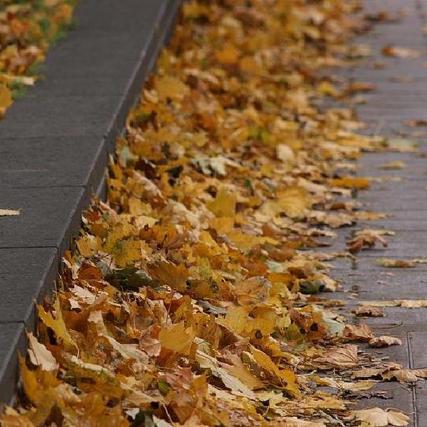 Leaves on the walkway
