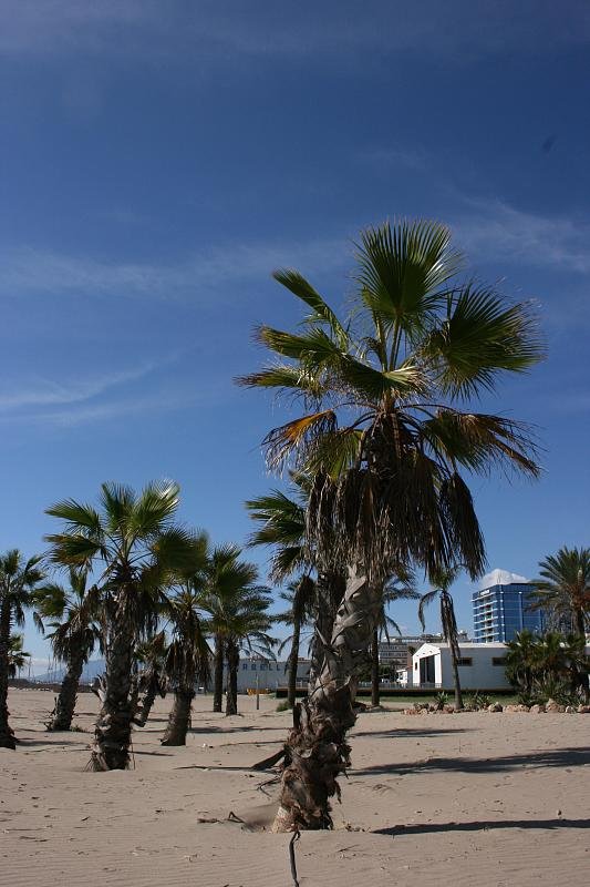 Palm trees on the beach