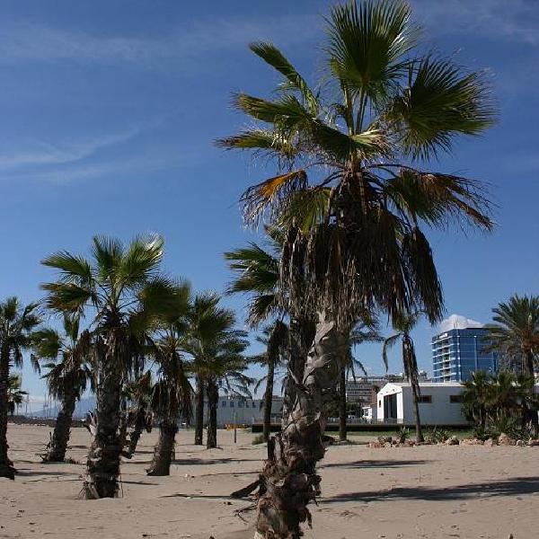 Palm trees on the beach
