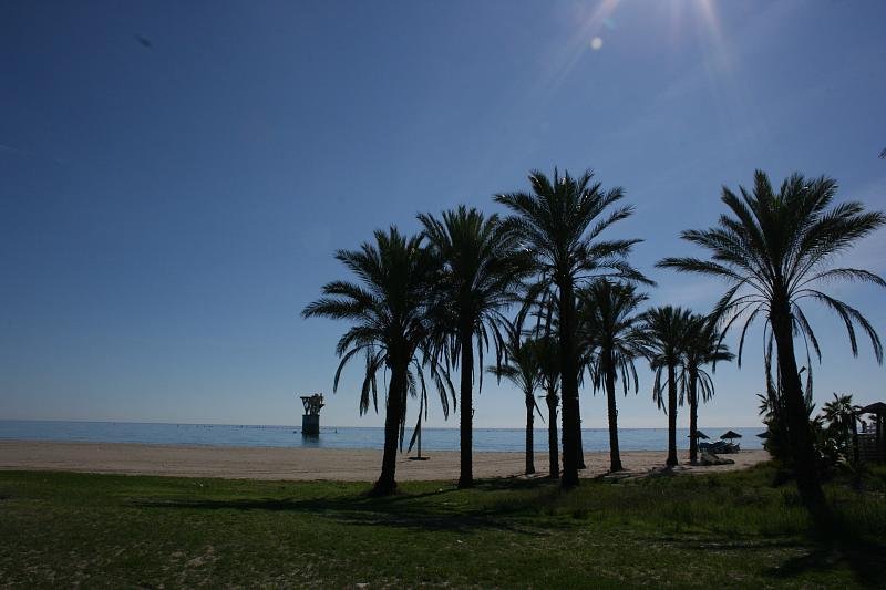 Palms