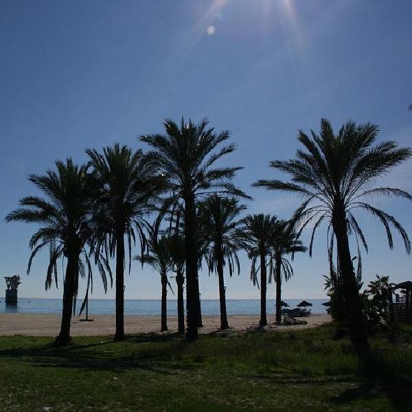 Palms