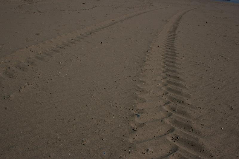 Tracks in the sand