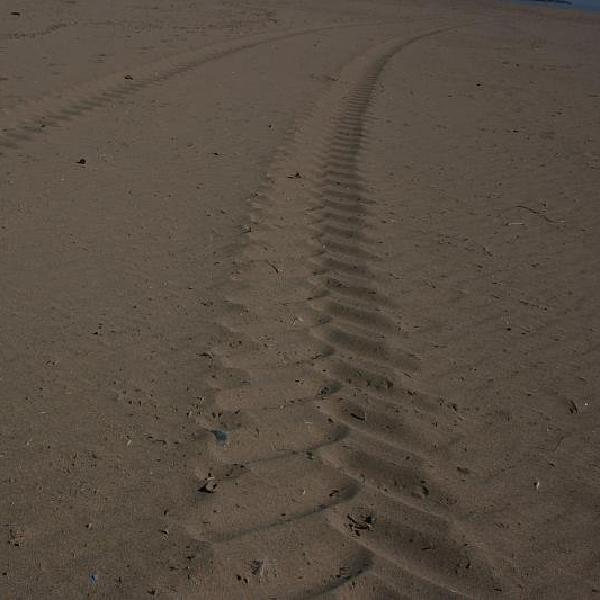 Tracks in the sand