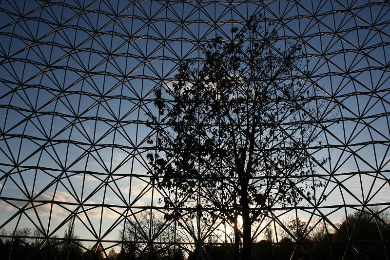 Tree surrounded