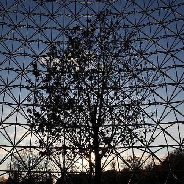 Tree surrounded