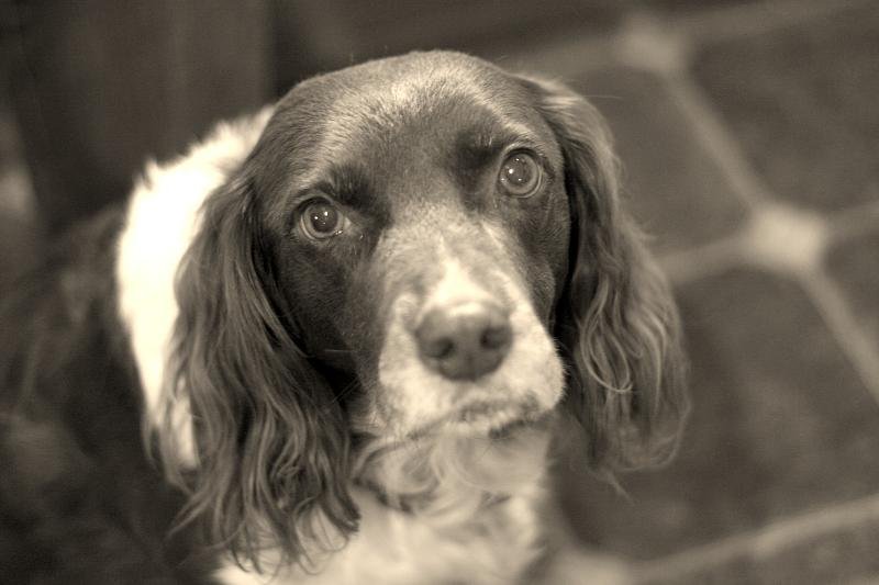 Willow