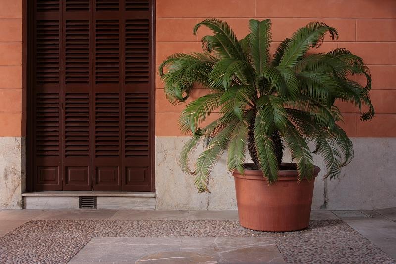 House plant
