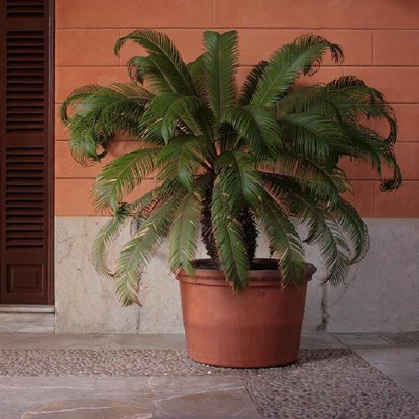 House plant