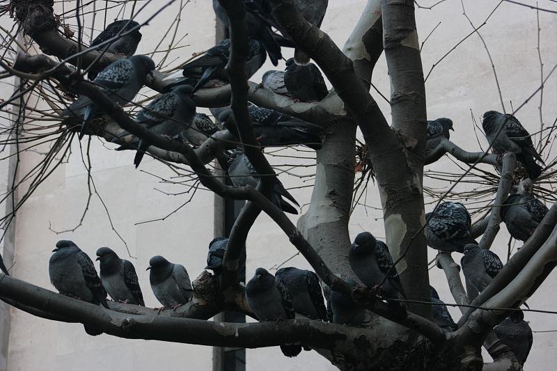 Pigeon tree