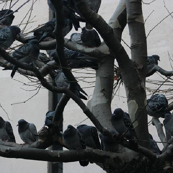 Pigeon tree
