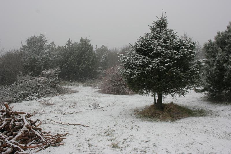 Snowscape