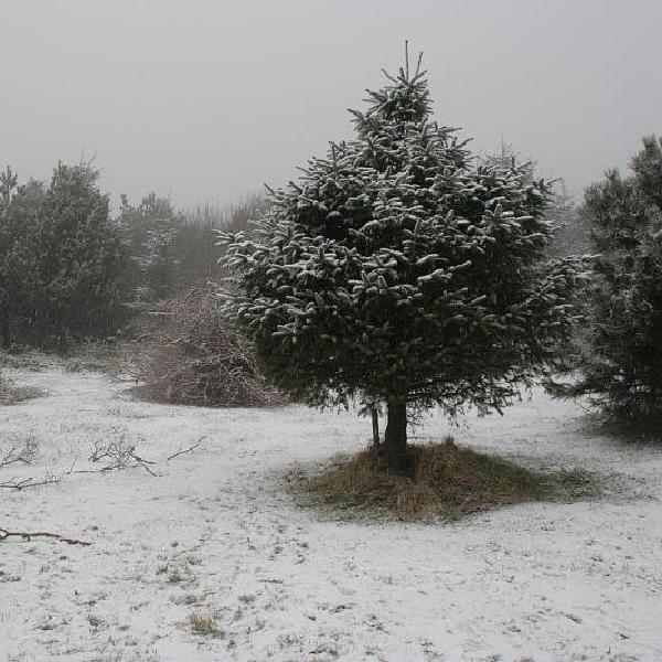 Snowscape