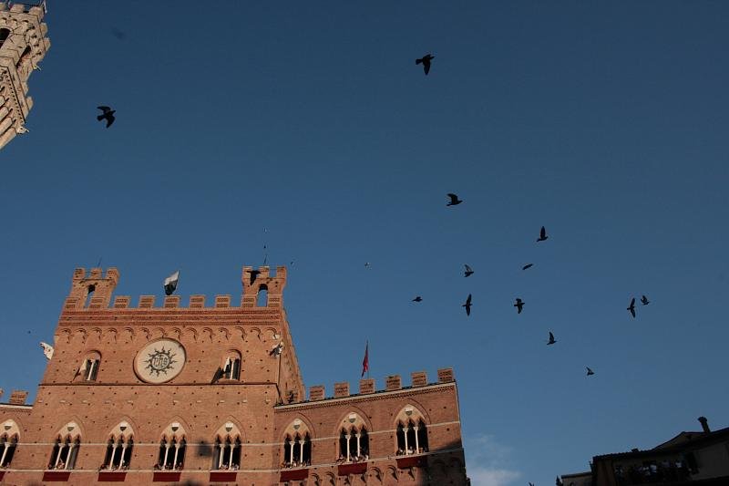 Birds overhead