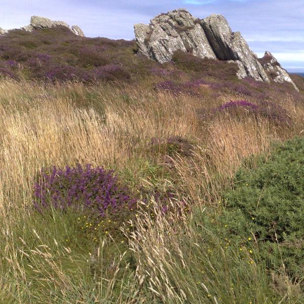 Heather on Langness