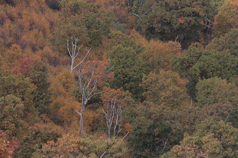 Fall trees