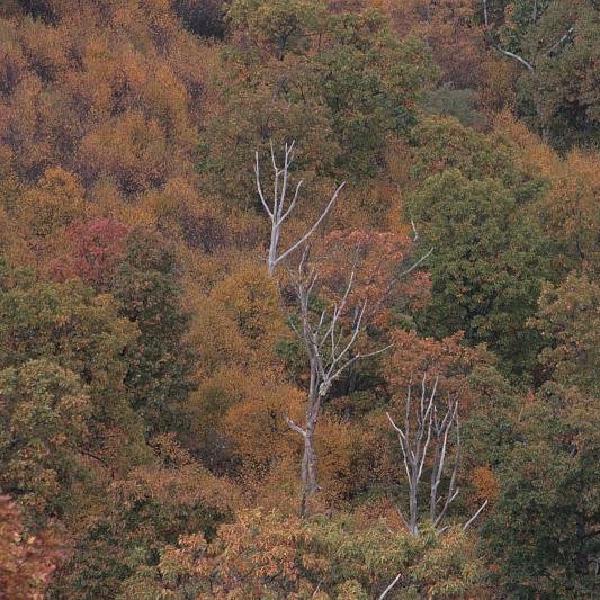 Fall trees