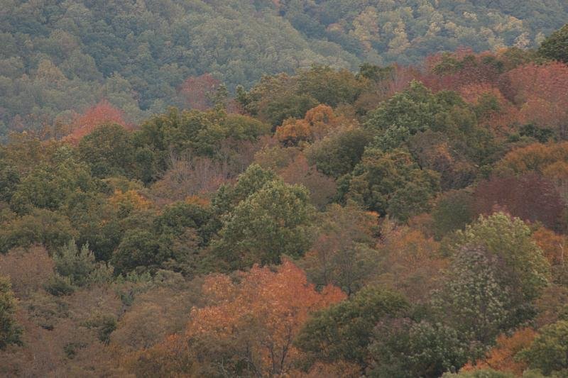 Hilltop trees