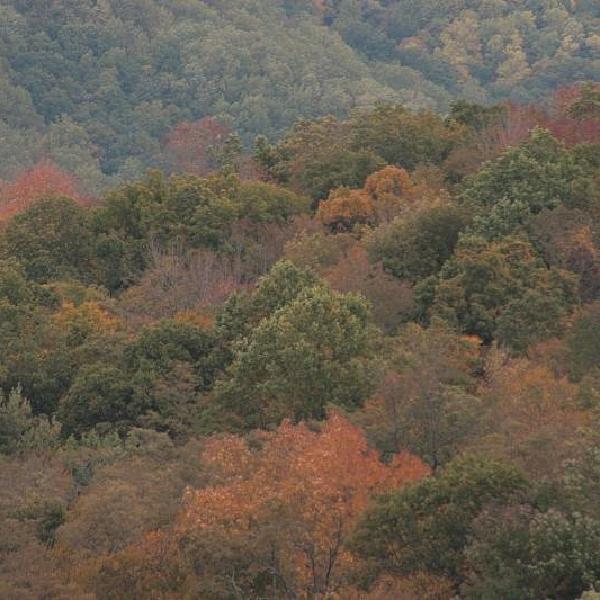 Hilltop trees