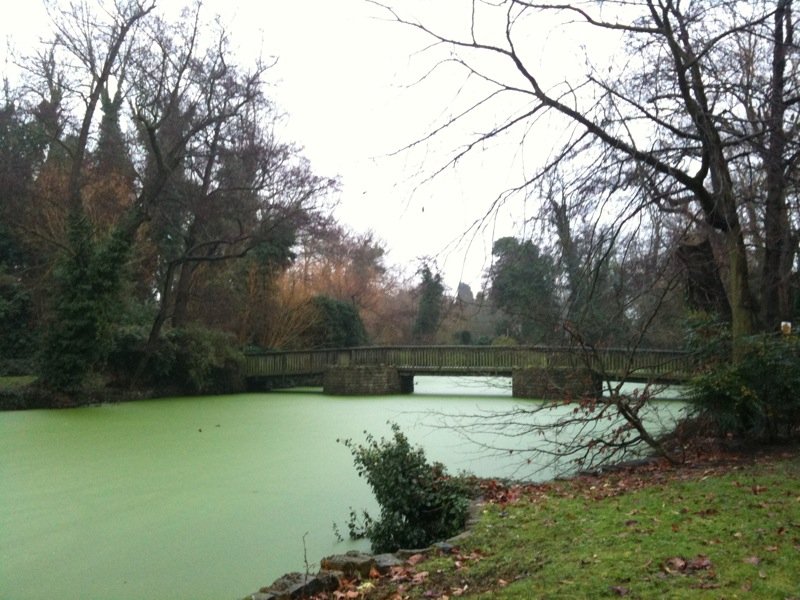 Algae at The Tarn
