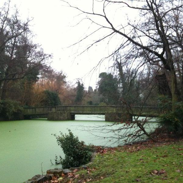 Algae at The Tarn