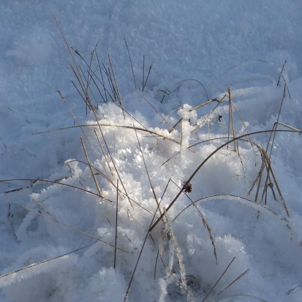 Covered in snow
