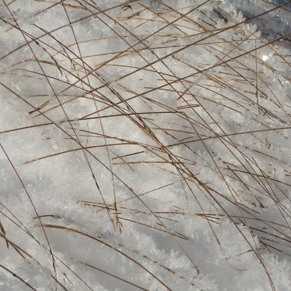 Crystaline lines