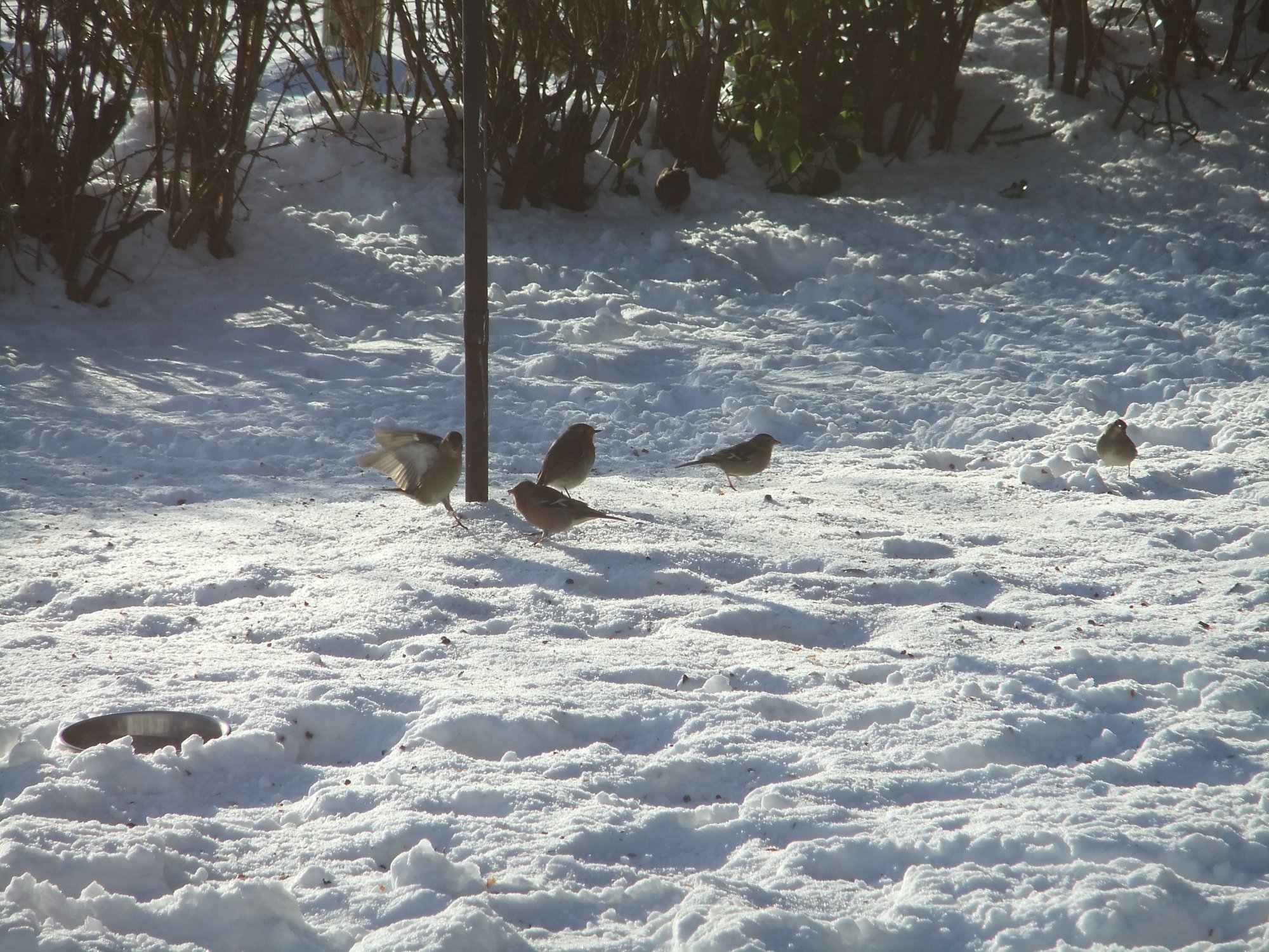 Feeding frenzy