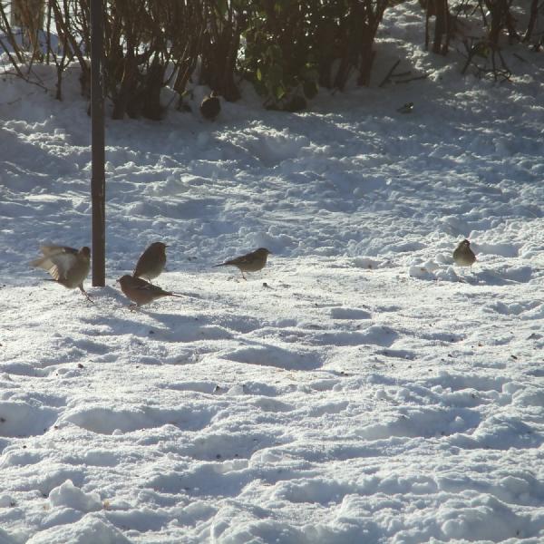 Feeding frenzy