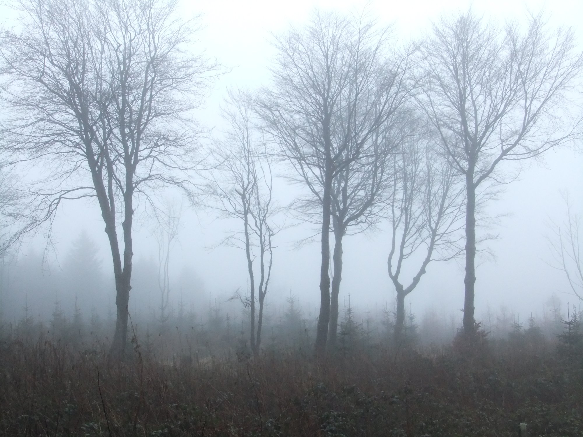 Foggy woodland