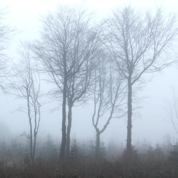 Foggy woodland