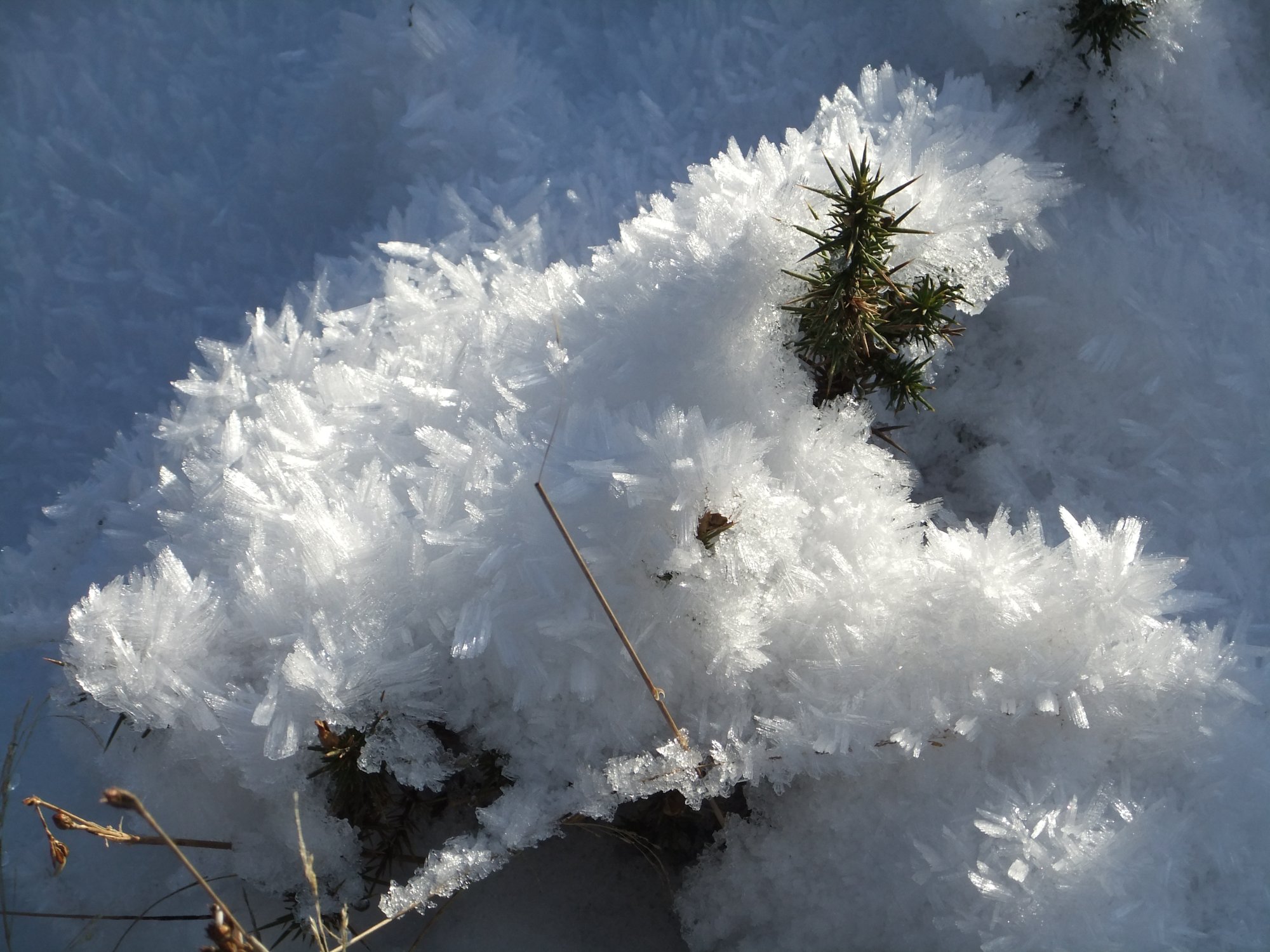 Ice mimicking gorse