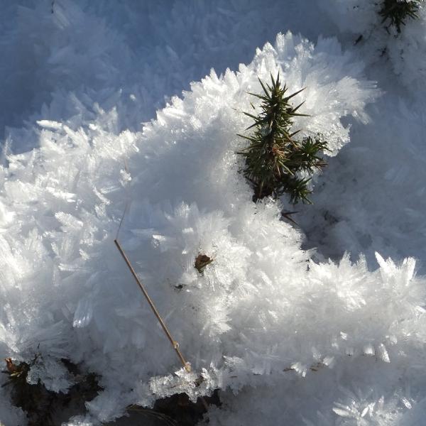 Ice mimicking gorse