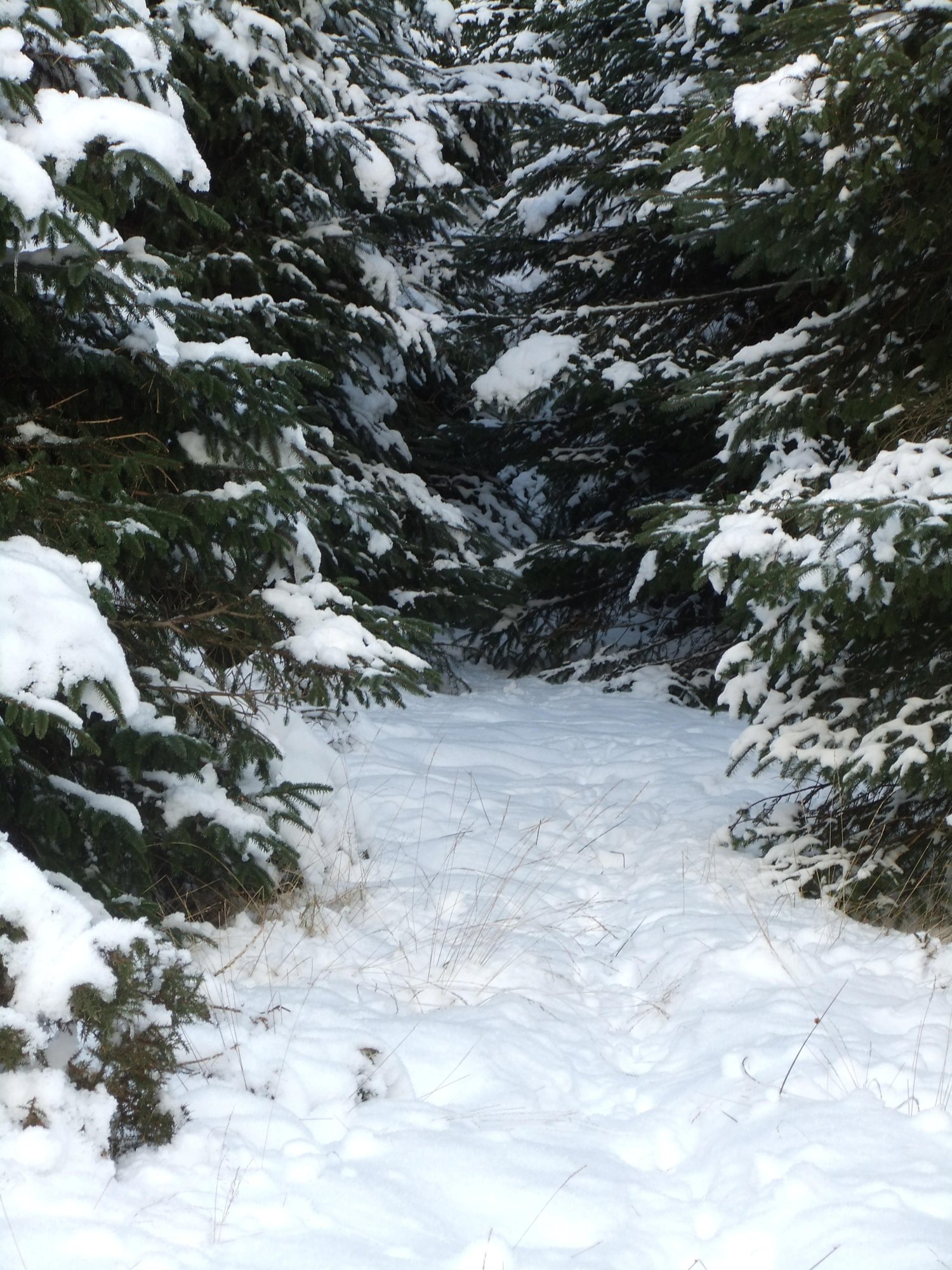 Into the woods