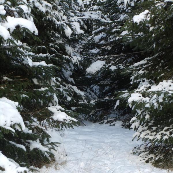 Into the woods