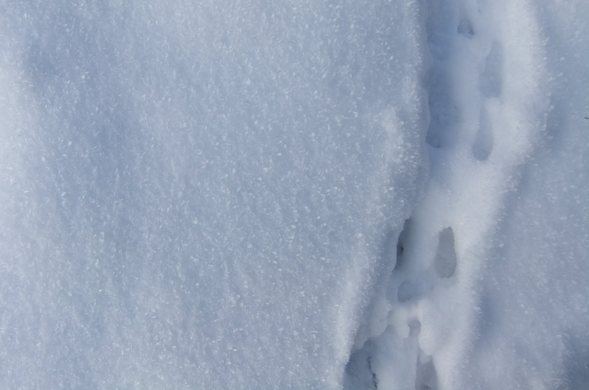 Rabbit tracks