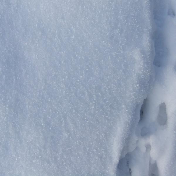 Rabbit tracks