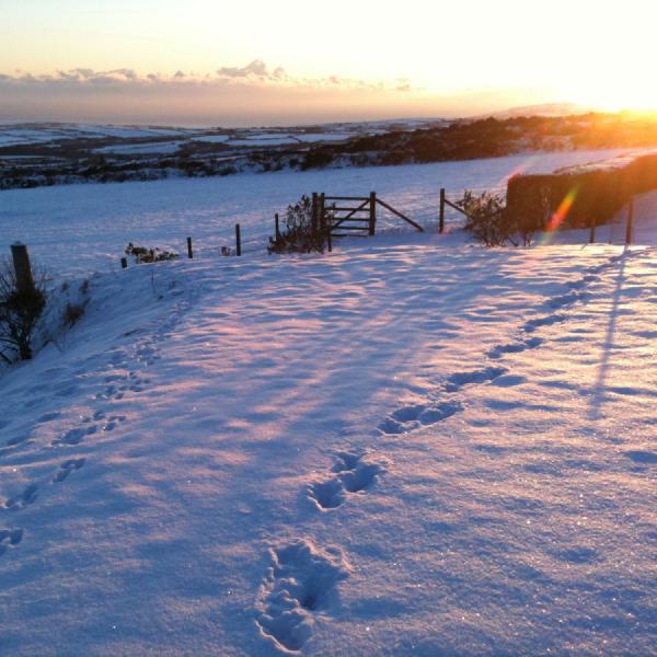 Snow tracks at sunset