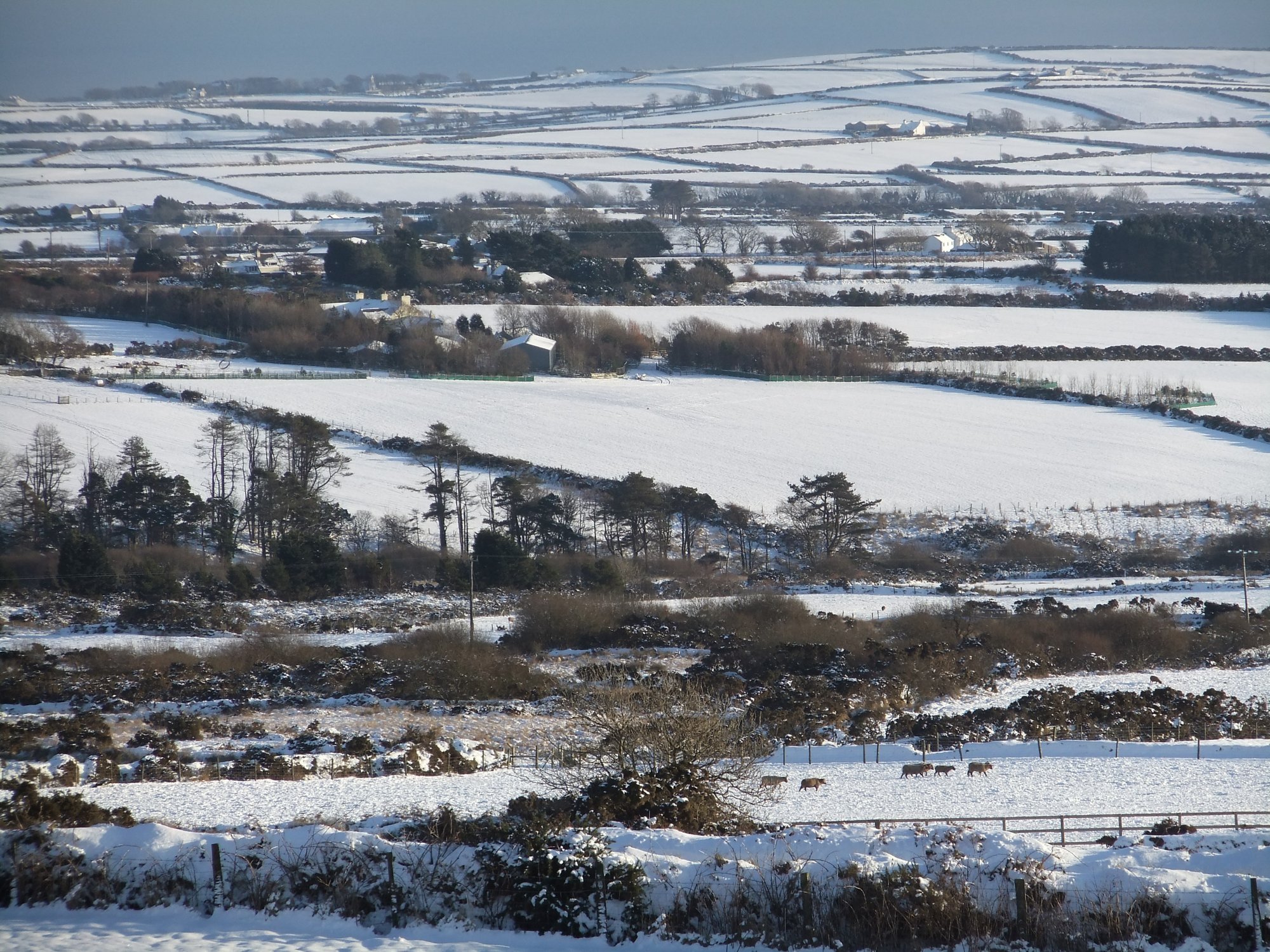 Snowy fields
