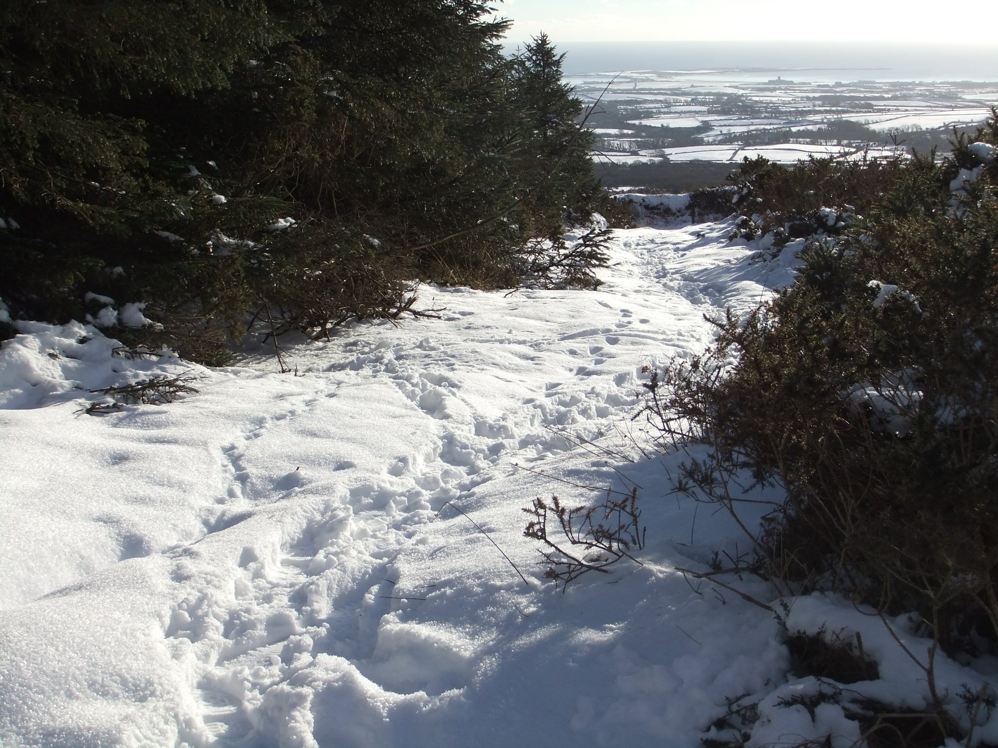 Snowy tracks