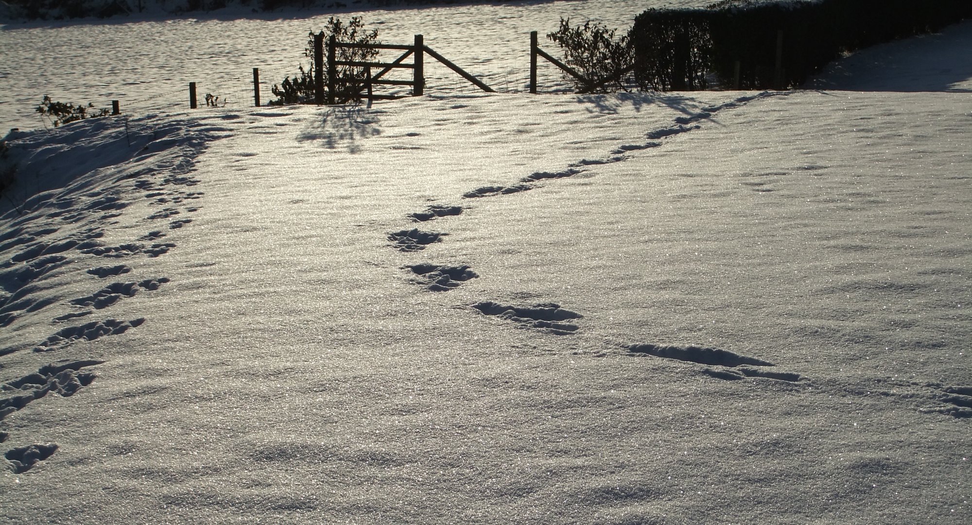 Winter wandering