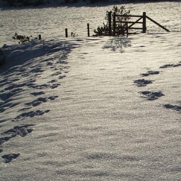 Winter wandering