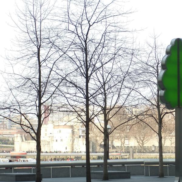 Urban trees