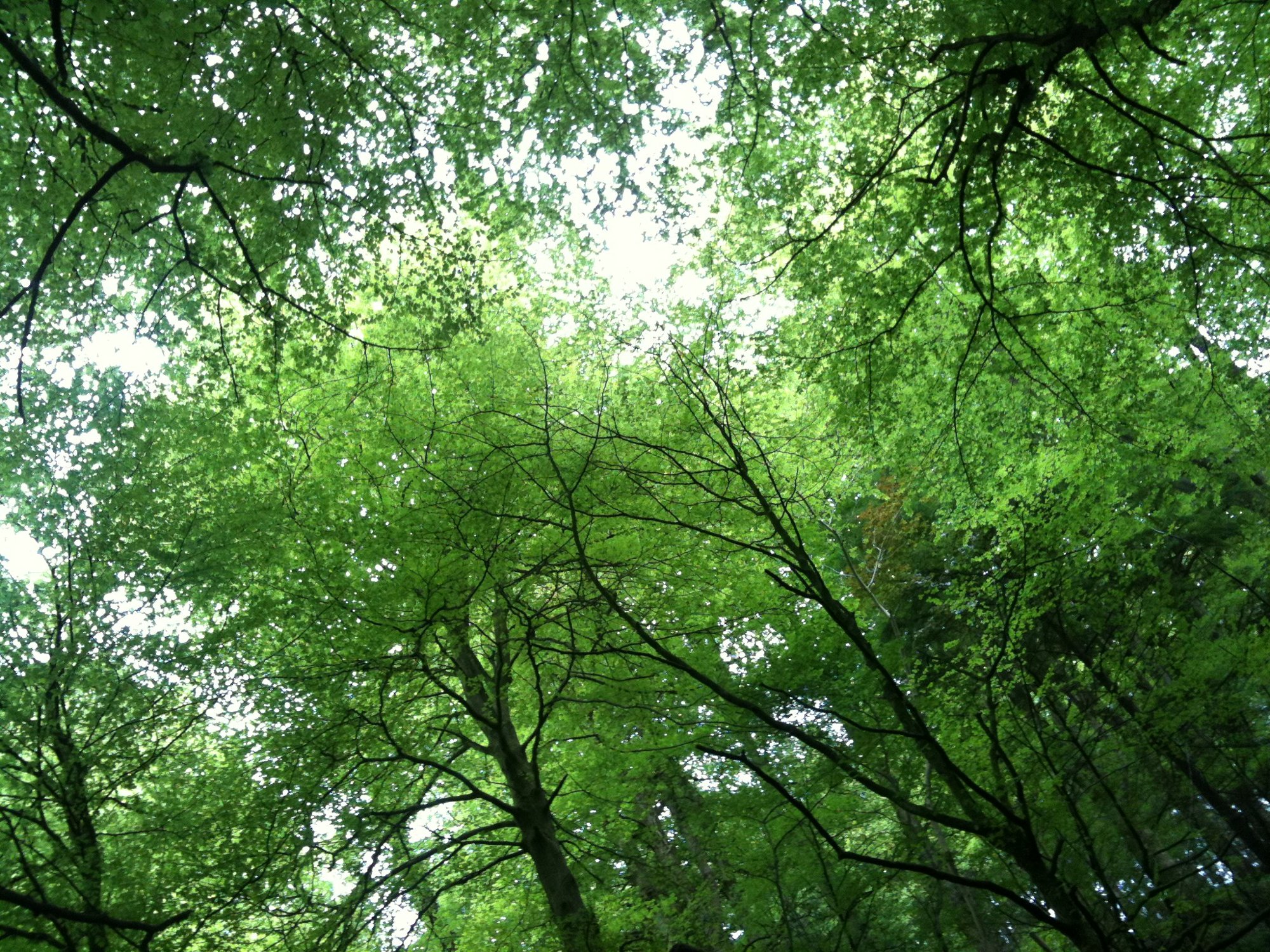 Trees, trees, trees