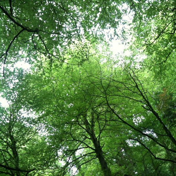 Trees, trees, trees