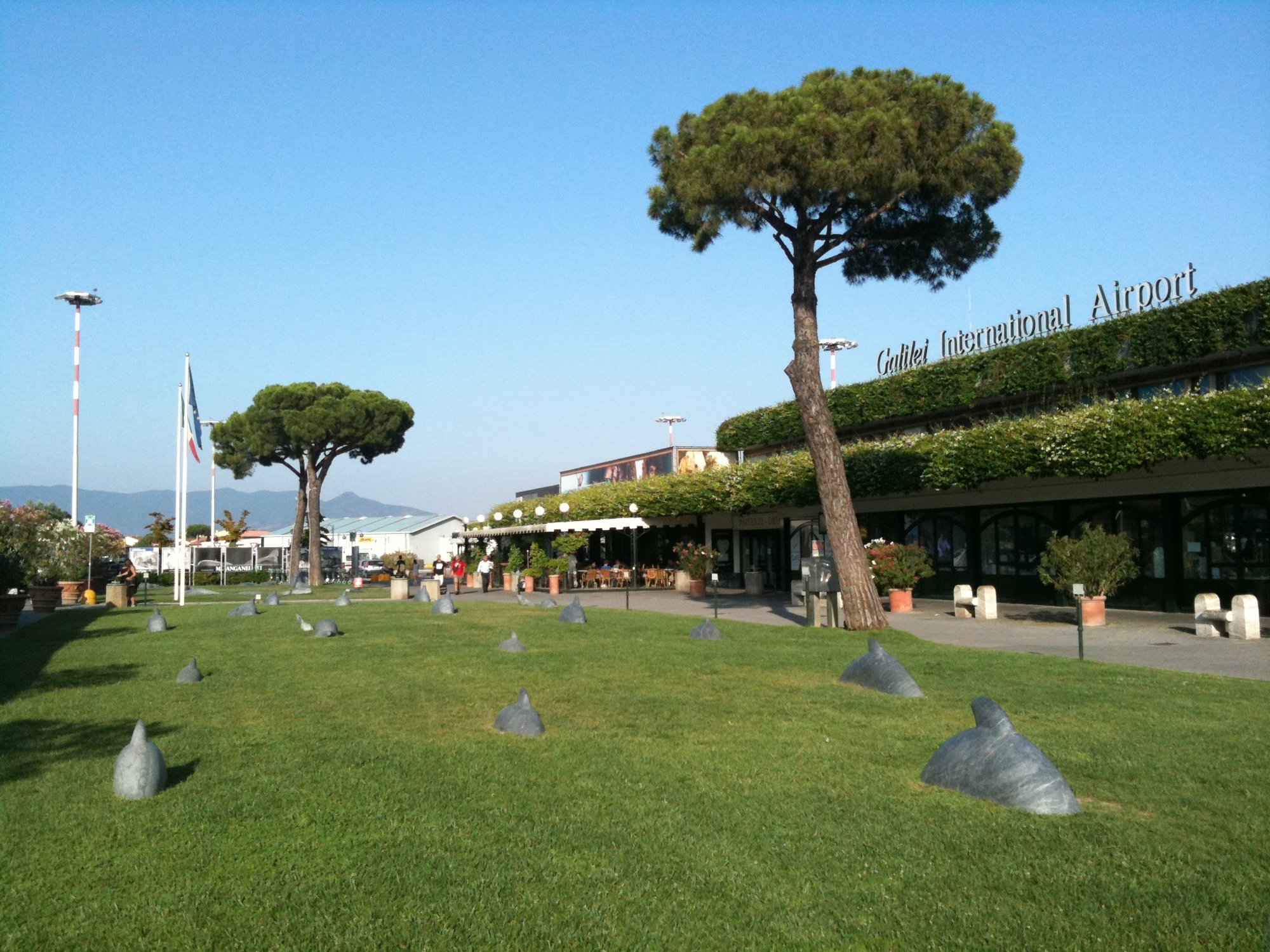 Dolphins in the grass