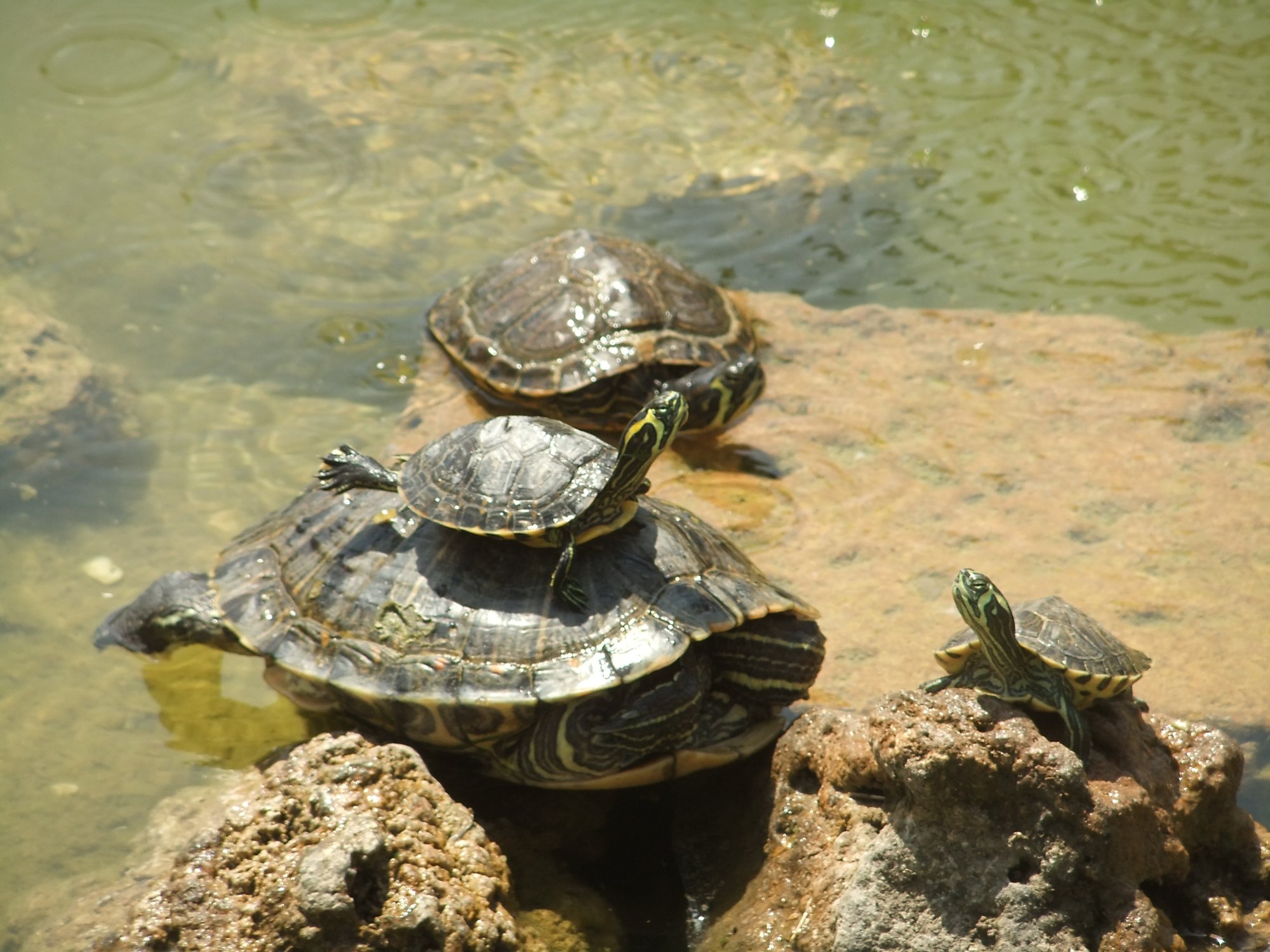 Piggybacking terrapins
